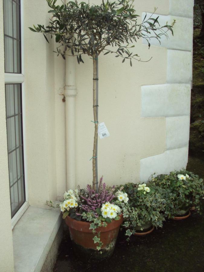Woodlands Looe Exterior foto